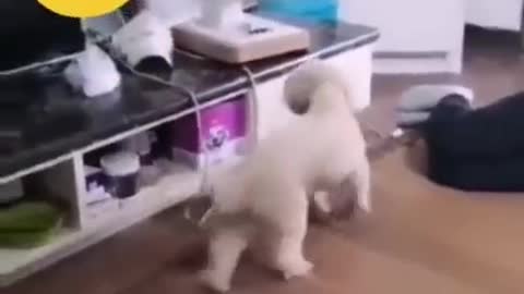 dog doing funny activates