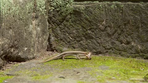 Lizard eating frog