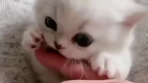 Cute kitty playing with finger