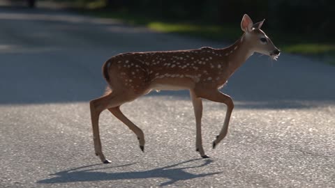 A Dog Panics Bambi as It Crosses the Road.