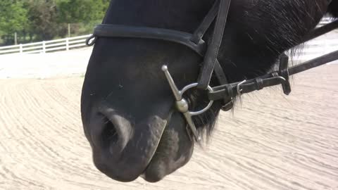 Close up of horses mouth