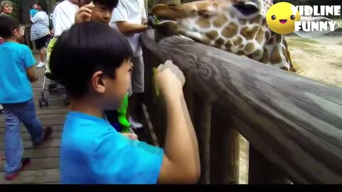 Funny Animal Fails in Zoo