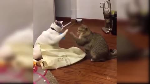 cute and funny cat video