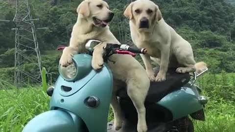 Funny & Cute Labrador Puppies