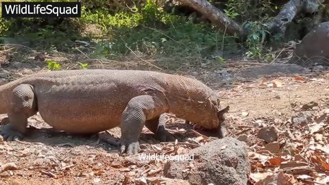 komodo Dragon Eats Live Boar