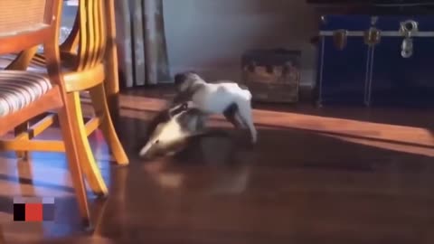 The Ultimate Compilation of Cats Attacking Dogs!