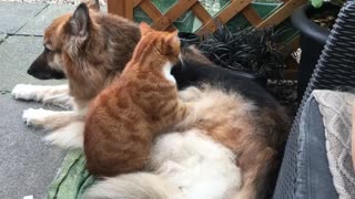 Cat gives German Shepherd Massage Every Morning