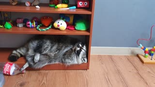 Pet raccoon decides to nap on uncomfortable bookshelf