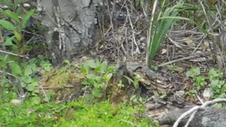 Turtle tries get Anhinga from 8 foot gator