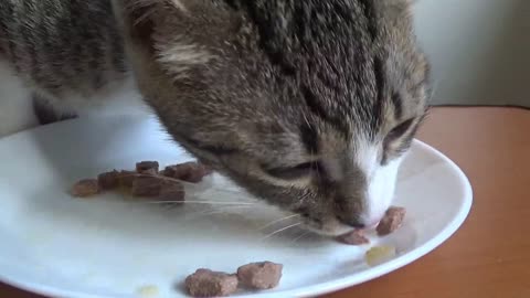 Rudolph the Little Cat Is Having Dinner