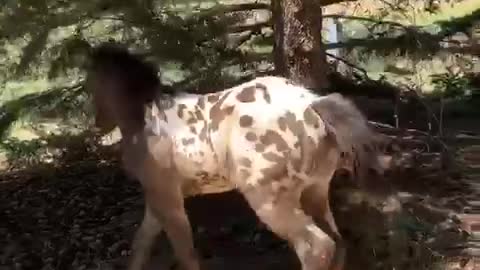 Excited & playful foal has a case of the zoomies