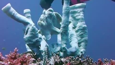 Frogfish Performs Underwater Show