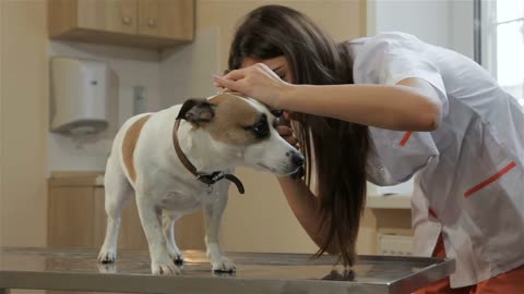 Female veterinarian using medical tool to check up the dog's ears