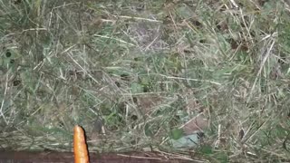 One carrot and a lot of RABBITS