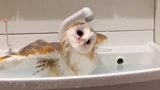 Owl taking bath