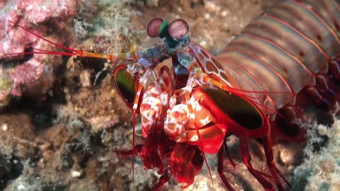 Epic Close Encounter with a Mantis Shrimp 🌊🦐 | Nature's Technicolor Assassin Revealed!
