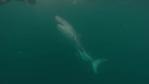 Irresponsible Scuba Diver Encounter Great WHite Shark