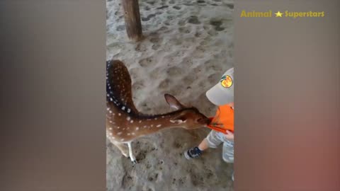 Giraffe's Goofy Greet: Little Girl's Hilarious Reaction - Get ready for a burst of Laughter!!