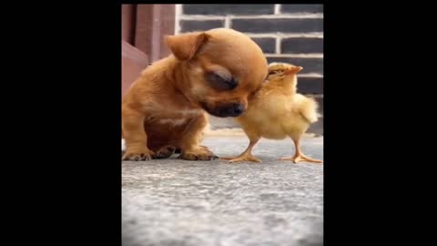 Chick helping the puppy to sleep | Really awesome: Humanity beyond racism | A true friend forever