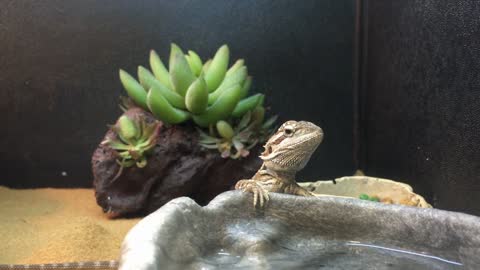 Bearded dragon lizard for sale at pet store