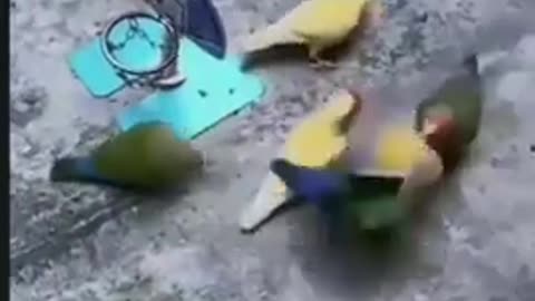 Funny birds_Funny video_Funny pet bird.