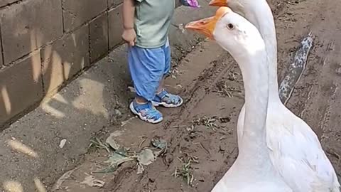 The boy was escorted by two ducks