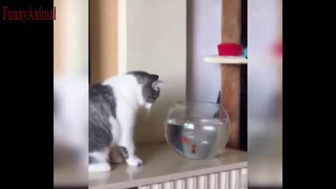 The Best FUNNY CATS Videos - Funny Animal