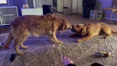 Dogs Fight Over Frozen Food Container