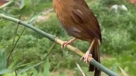 Viral bird