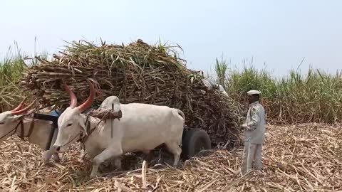 Sugarcane cutting