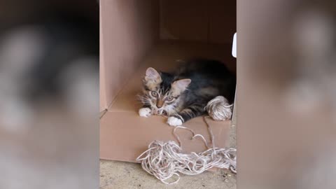 Kitten goes wild inside a box