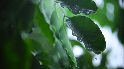 Very close shot of the leaves of a tree wet from the rain