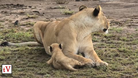 Nine Small Lion Cubs Annoying Their Parents