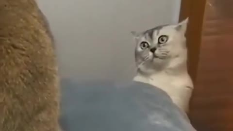 Cute Cat Video| Cat Funny Video