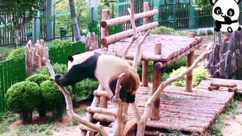 Funniest Panda Moments caught on camera