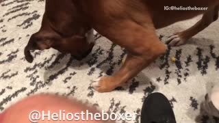 Dog hides popcorn in his mouth