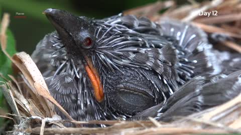 Cuckoo bird