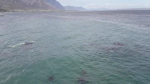 Rare Encounter with Whale Calf