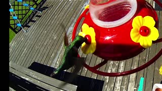 Slow motion effect captures hummingbird's incredible flight