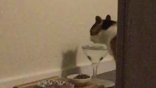 Classy white cat drinks water from martini glass