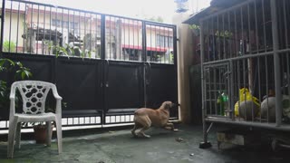 Agile Dog Scales up Wall to Climb Over Gate