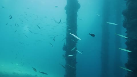 Dock underside post submerged in blue ocean full of corals and tropical fishes