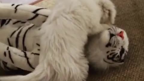 White dog attacks stuffed tiger in slowmo