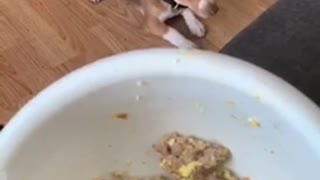 Beagle puppy whines for food