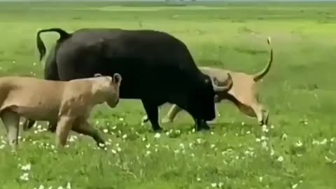 South africa forest lion hunting Buffalo