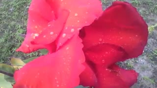 Linda cana índica vermelha com pingos de chuva, flor para se apaixonar [Nature & Animals]