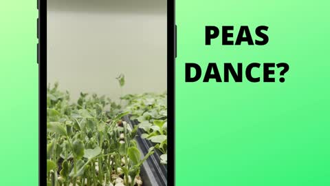Pea Microgreens Dancing?