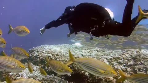 the sensation of diving with a group of beautiful fish in the sea!
