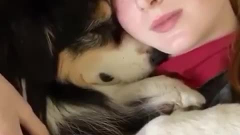 A Dog playing on the Guitar with his owner