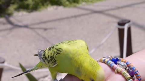 Birds are cute even when they are eating